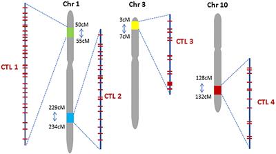 Complex Trait Loci in Maize Enabled by CRISPR-Cas9 Mediated Gene Insertion